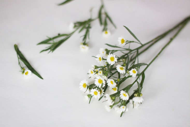 Remove the lower leaves and blooms from each stem. Then gather the flowers into a bunch and trim the ends to an equal length, about 7 inches from the base of the flowers.